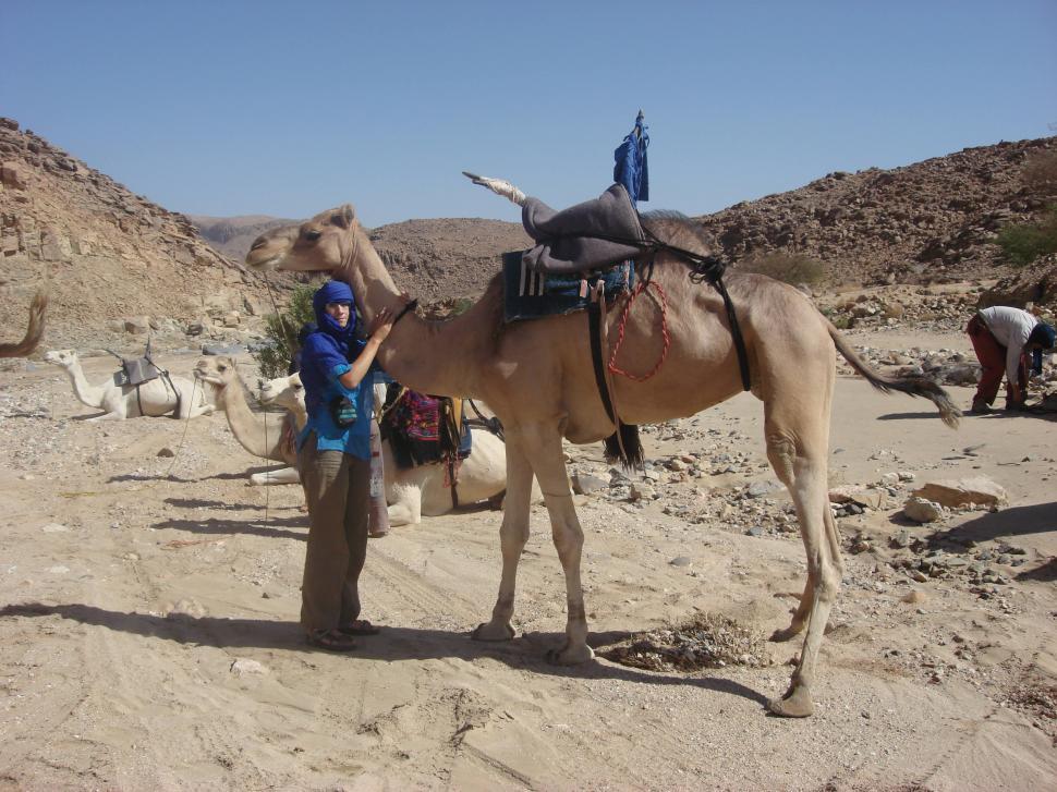 Free Image of camel and sahara 