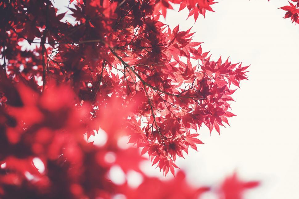 Free Image of Tree With Red Leaves Against White Sky 