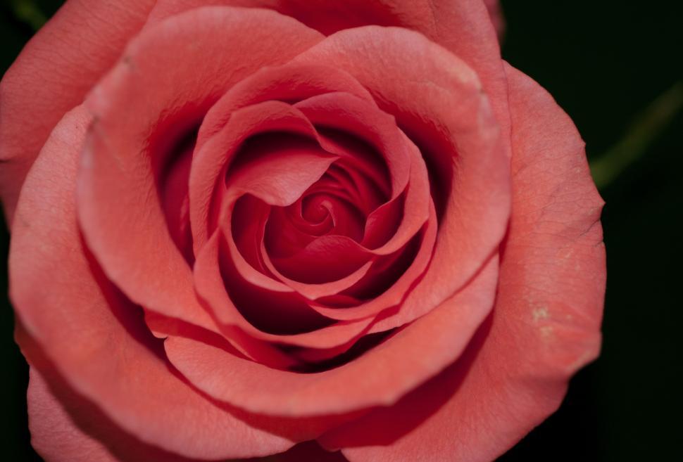 Free Image of Pink Rose Close Up on Black Background 