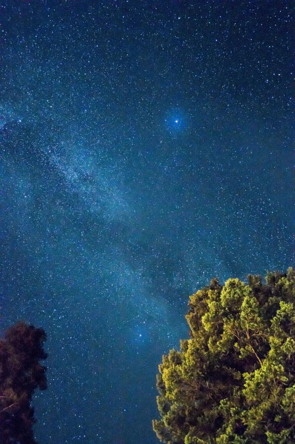 Free Image of Starry Sky and Trees at Night 