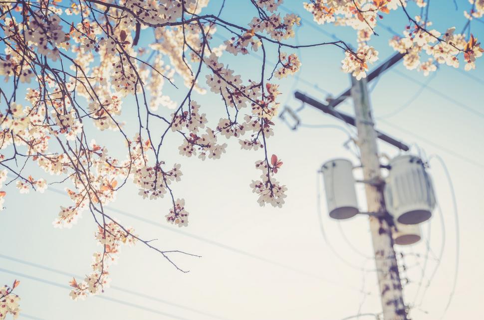 Free Image of Street Light by Flowering Tree 