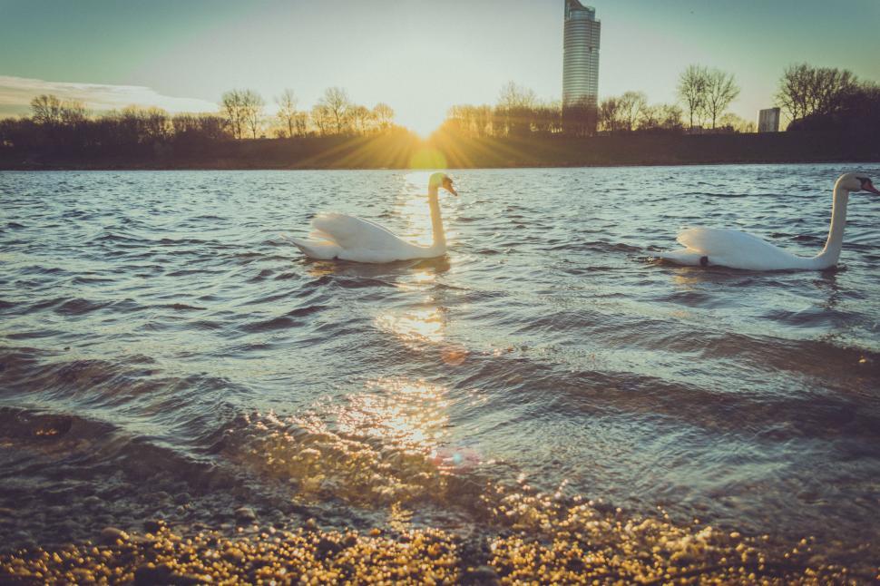 Free Image of Two Swans Swimming in Water at Sunset 