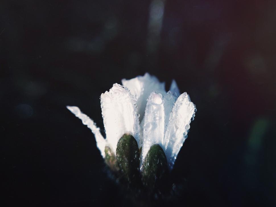 Free Image of Close Up of White Flower on Black Background 