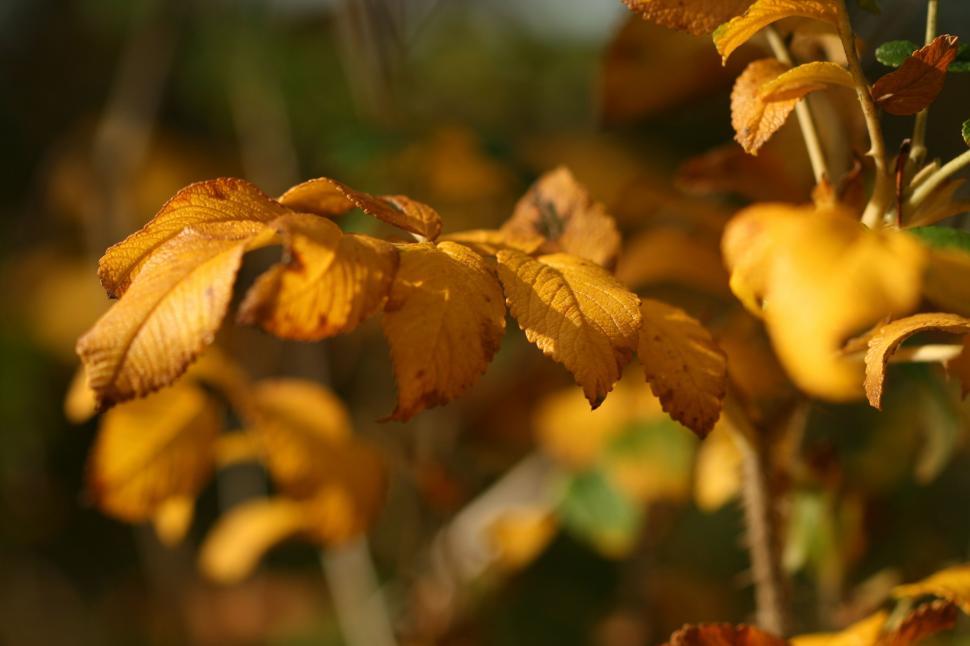 Free Image of Close Up of a Tree With Yellow Leaves 