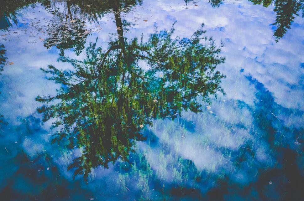 Free Image of Tree Reflection in Water 