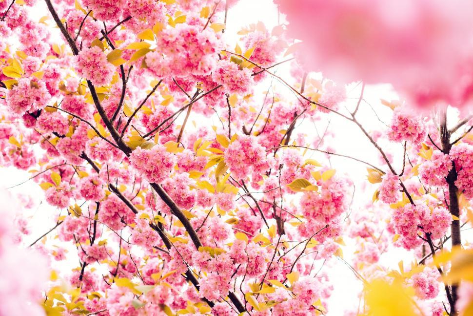 Free Image of Tree With Pink Flowers and Yellow Leaves 