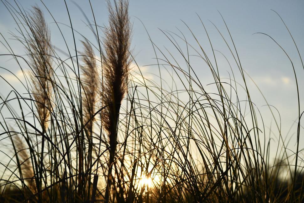 Free Image of Sun Shining Through Tall Grass 