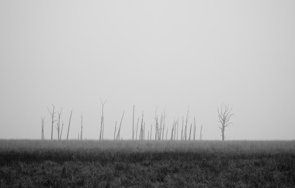 Free Image of Trees in a Field Stand Out in Black and White 