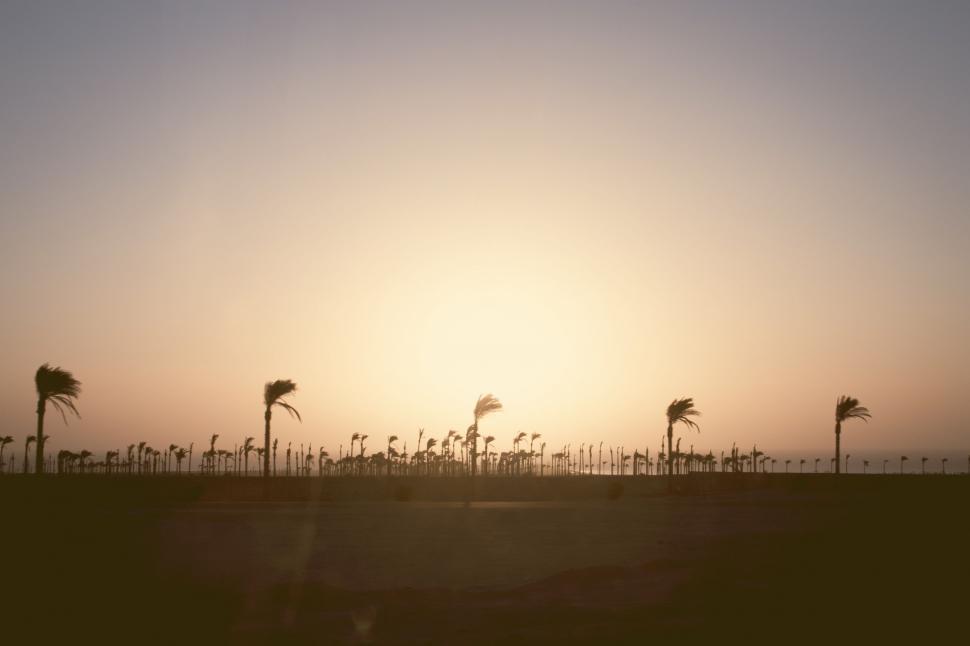 Free Image of Sun Setting Over Beach With Palm Trees 