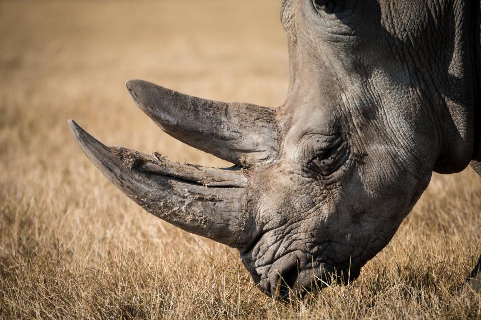 Free Image of Close Up of a Rhinoceros Eating Grass 