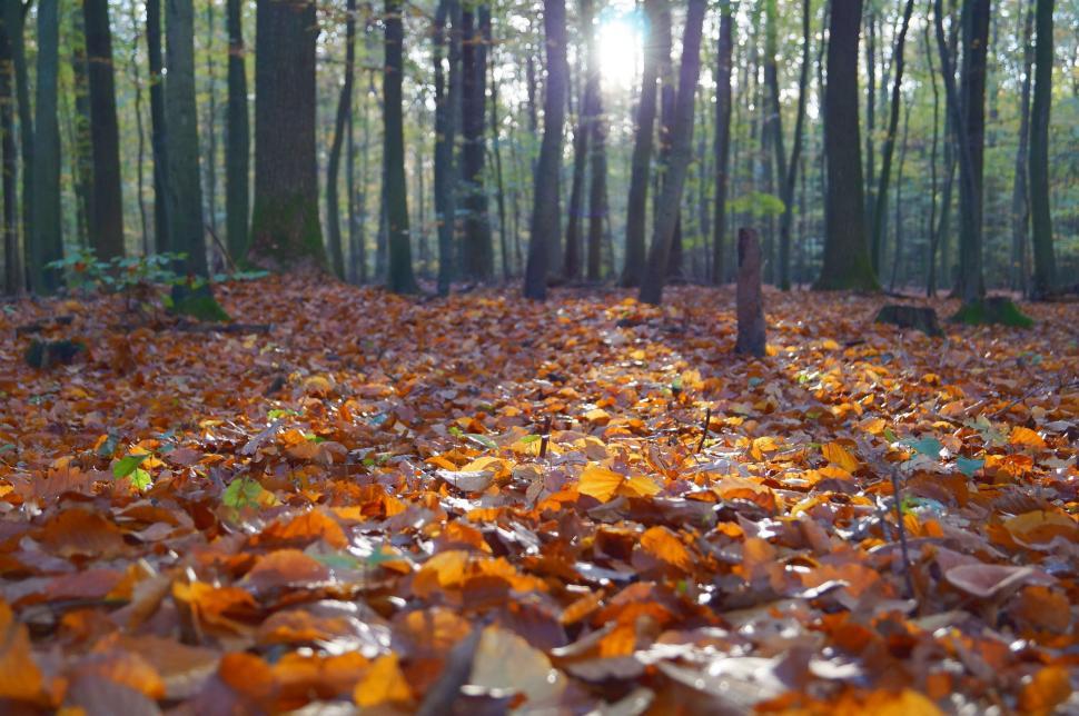 Free Image of Dense Forest With Leaf-Covered Ground 