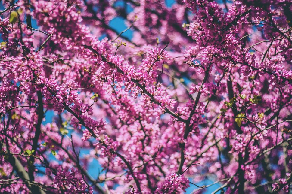 Free Image of Tree Blooming With Purple Flowers 