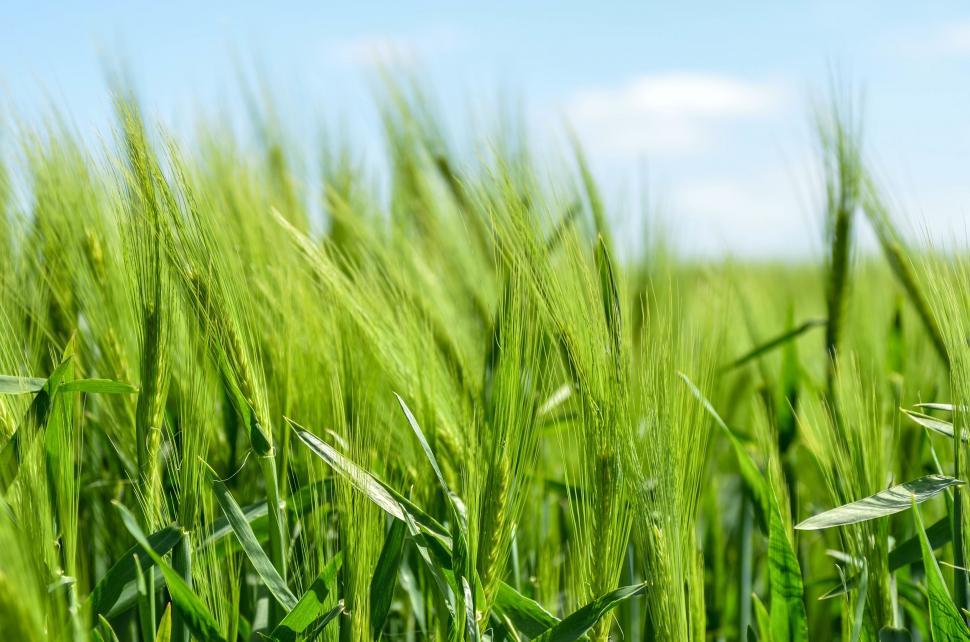 Free Image of Green Grass Field With Blue Sky Background 