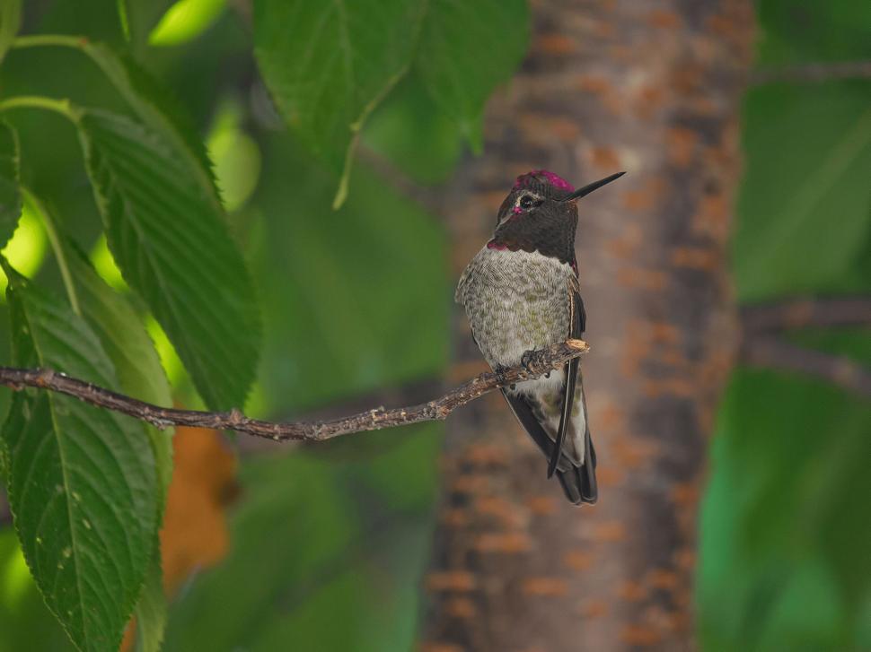 Free Image of Hummingbird Perched on Branch in Tree 