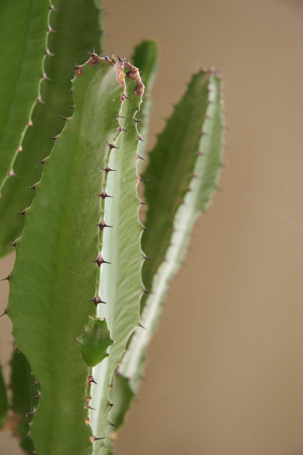 Free Image of Thorns on an indoor cactus 