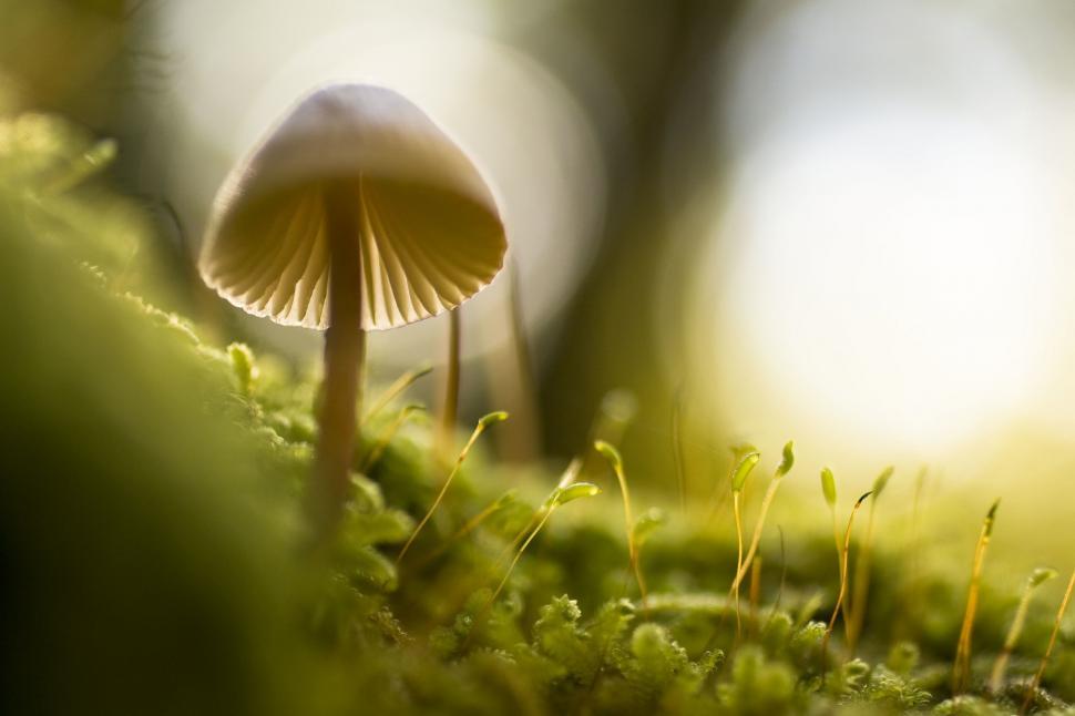Free Image of Close-Up of Mushroom on Mossy Surface 