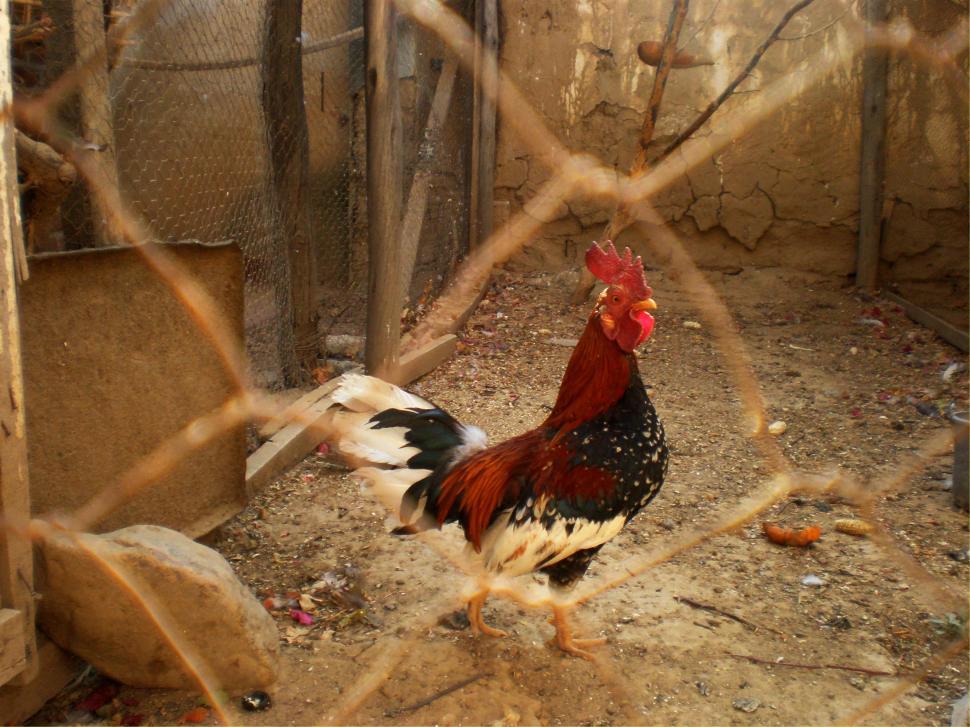 Free Image of Red and Black Rooster Inside Cage 
