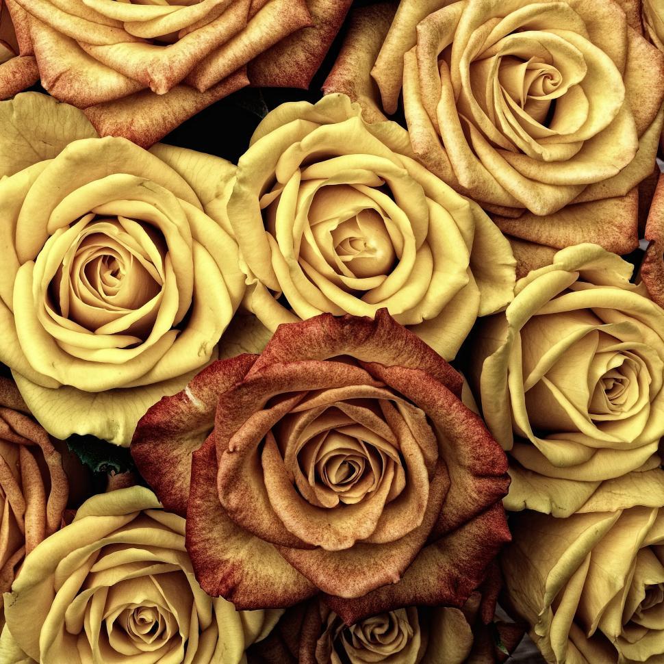 Free Image of Close Up of a Bunch of Yellow Roses 