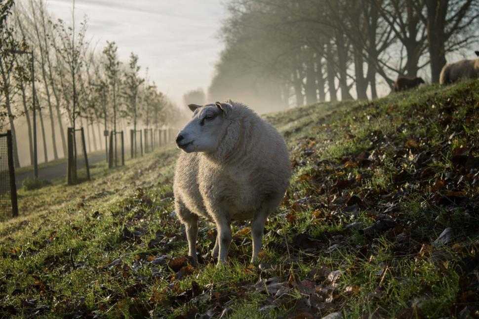 Free Image of White Sheep Standing on Lush Green Hillside 