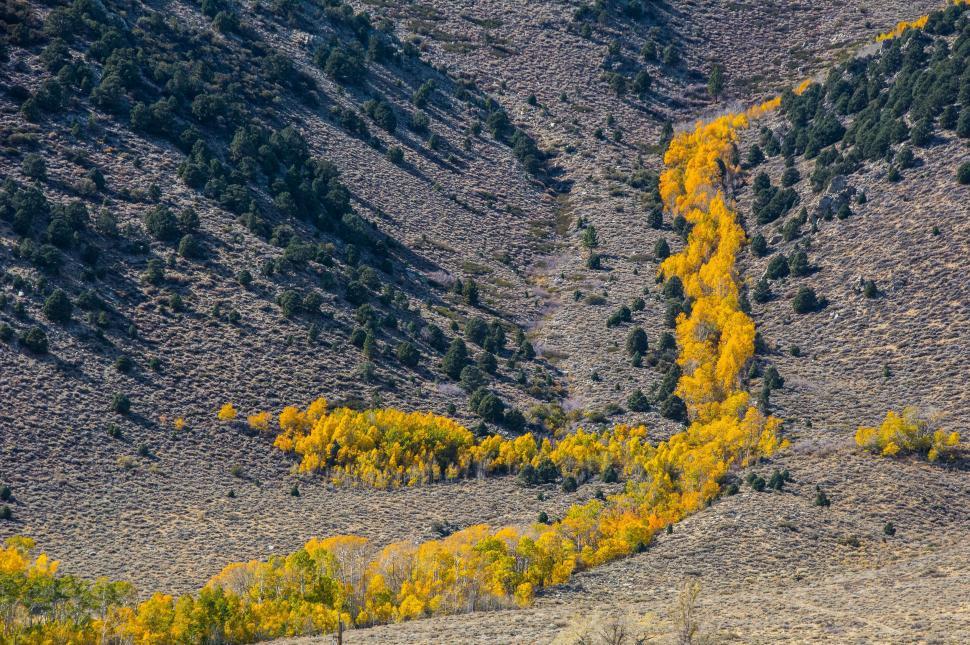 Free Image of Yellow Tree Standing in Mountain Landscape 