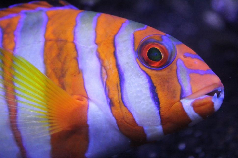Free Image of Close Up of a Fish in an Aquarium 