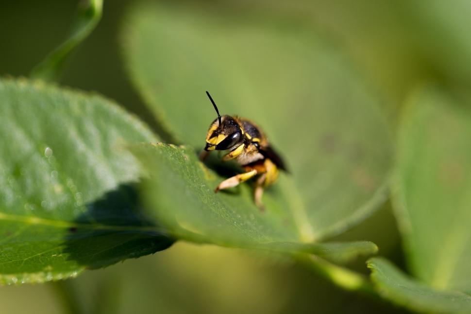 Free Image of Bee Sitting on Top of a Green Leaf 