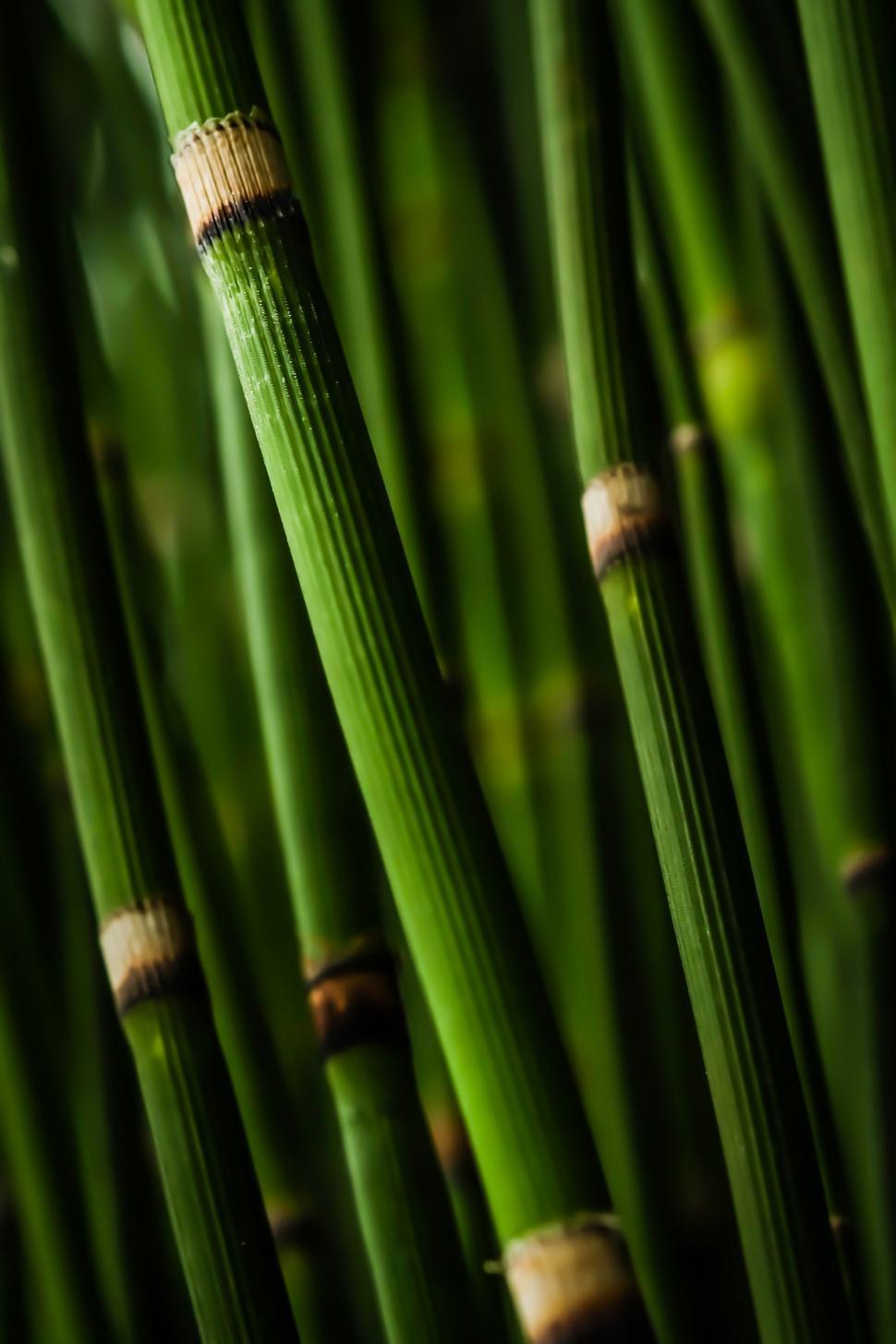 Free Image of Close-Up of Green Bamboo Stalks 