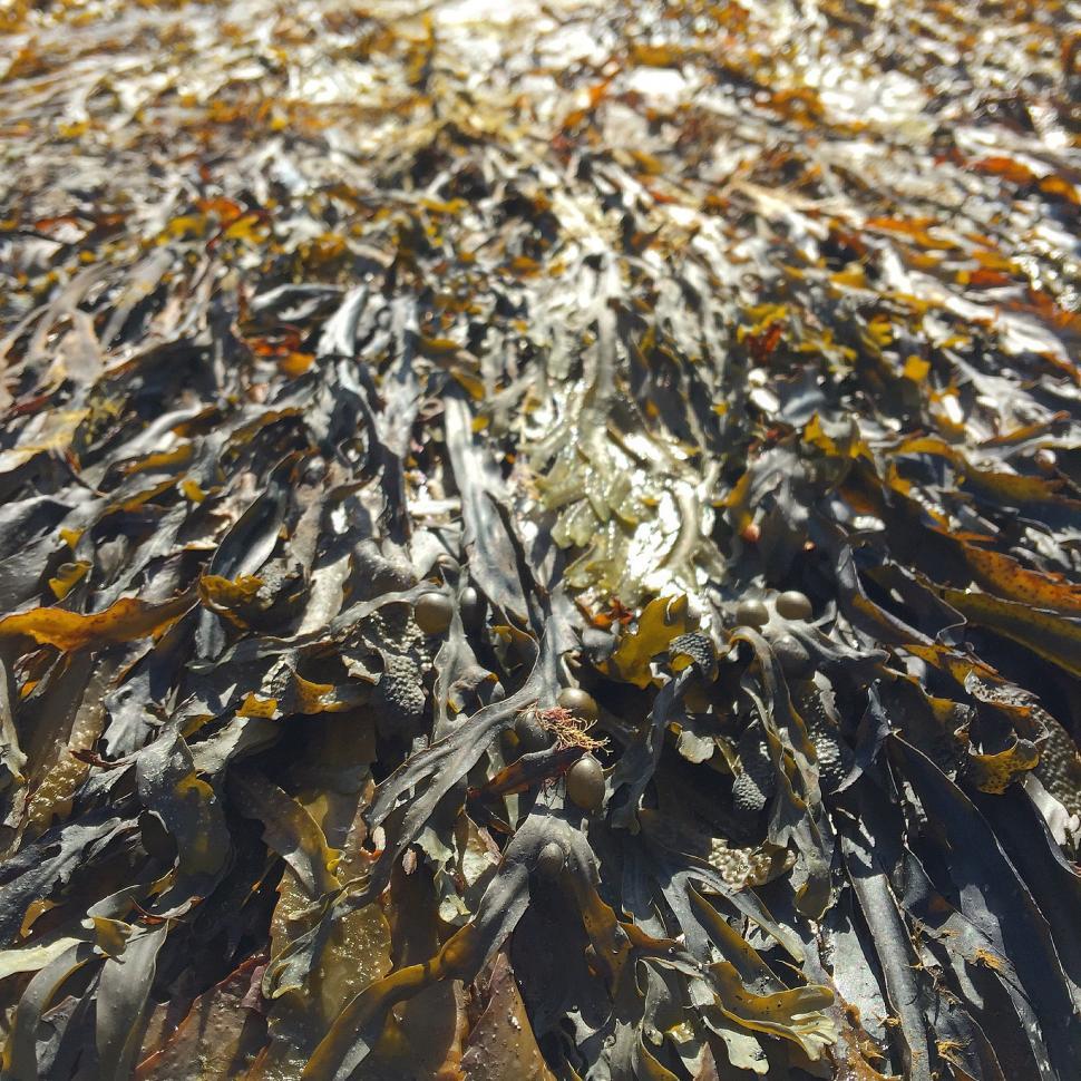 Free Image of Close Up View of Seaweed in Water 