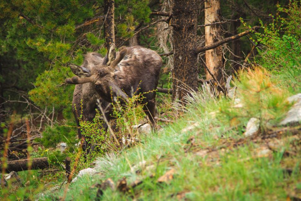 Free Image of A Large Moose Walking Through a Forest 