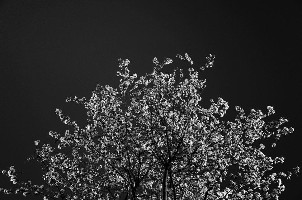 Free Image of Majestic Tree in Black and White 