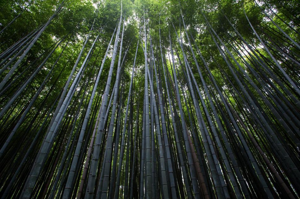 Free Image of Tall Bamboo Tree in Forest 