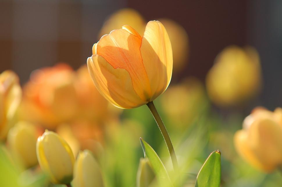 Free Image of tulip spring flower tulips plant garden flowers blossom floral flora bloom yellow petal field holland leaf dutch bouquet colorful pink season blooming stem color seasonal netherlands summer fresh vibrant bright gift bunch 