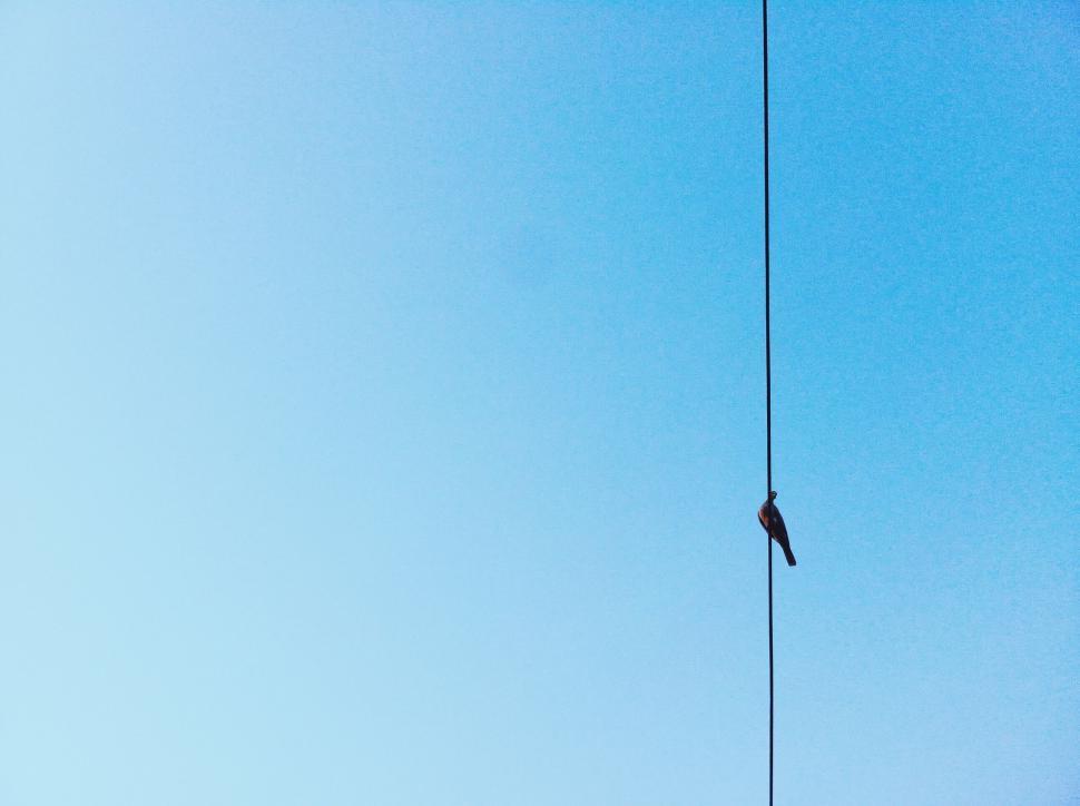 Free Image of Bird Perched on Wire Against Blue Sky 