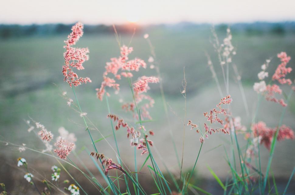 Free Image of Blurry Pink Flowers in Field 