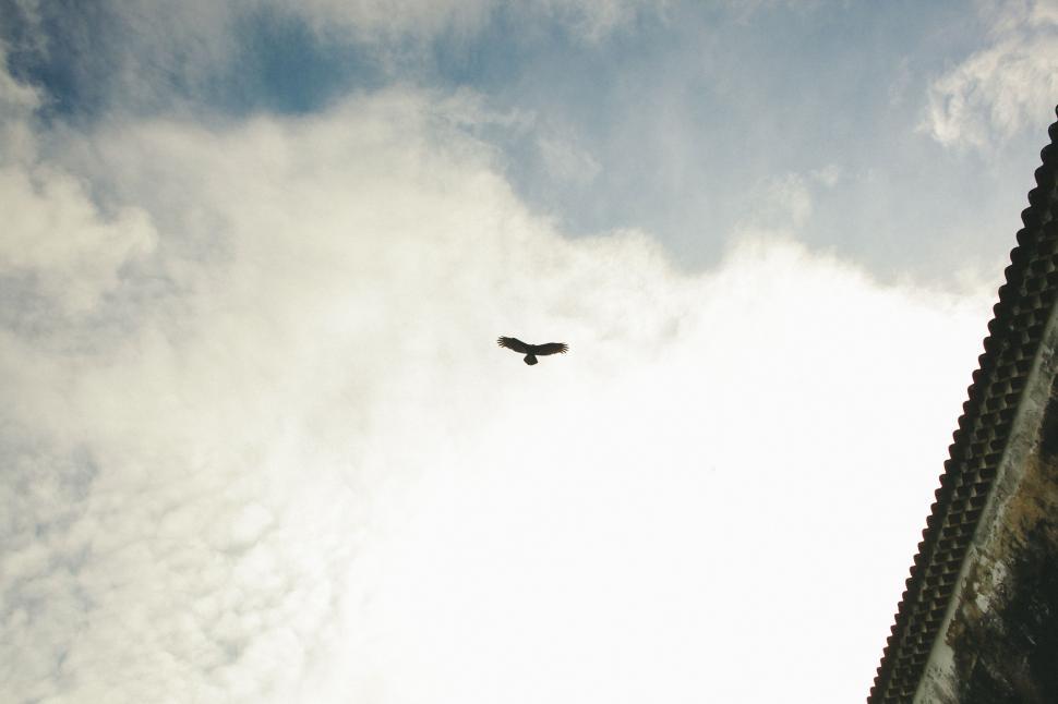 Free Image of Bird Flying Through Cloudy Blue Sky 