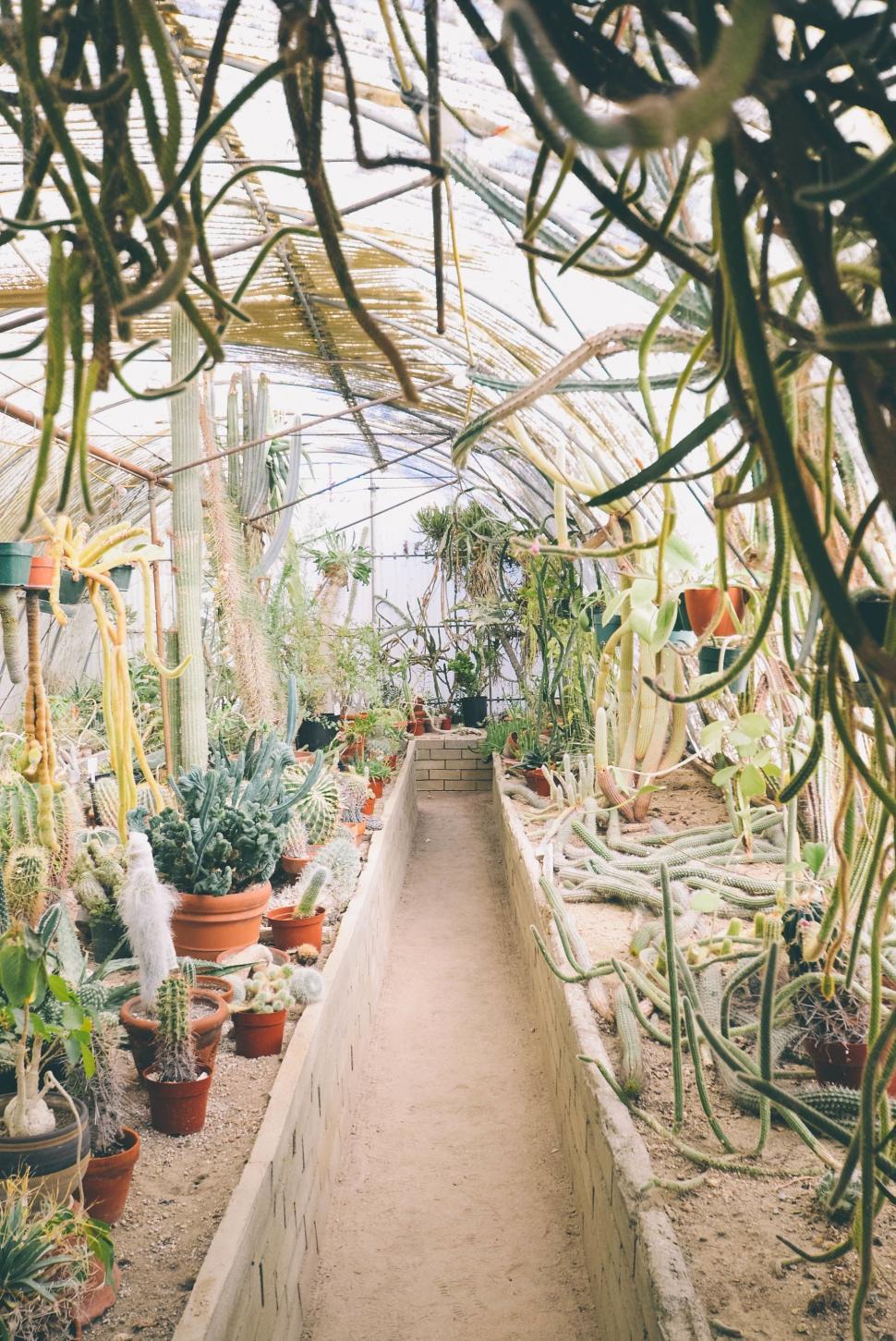 Free Image of Narrow Walkway in Greenhouse With Potted Plants 