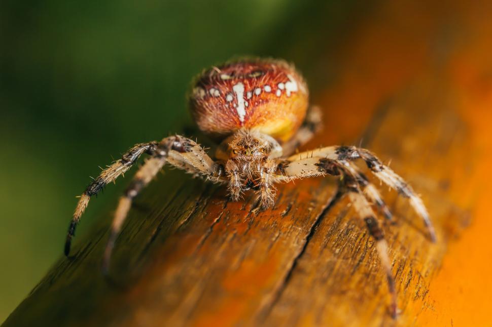 Free Image of Close Up of a Spider on a Wooden Surface 