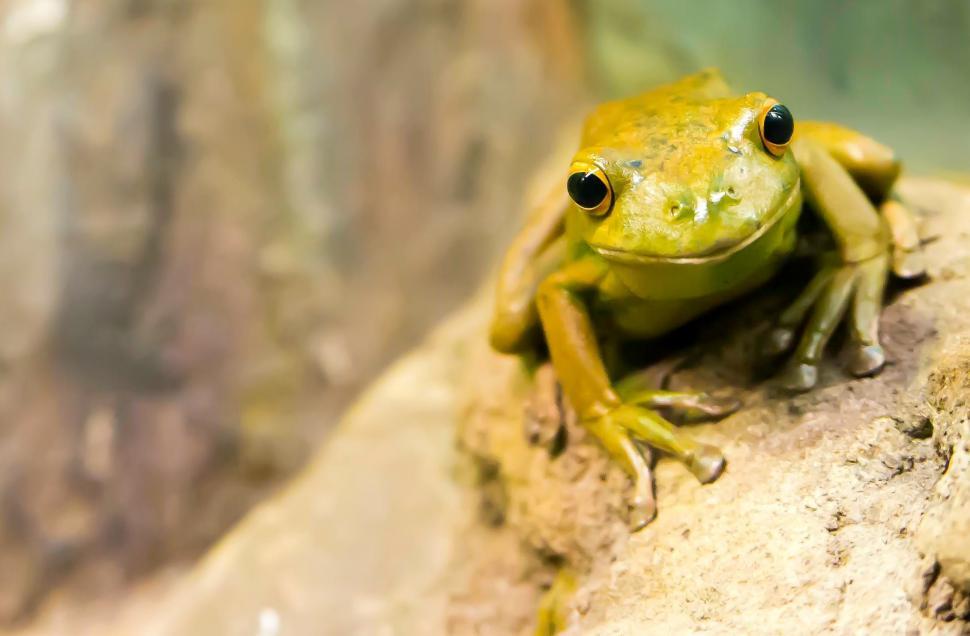 Free Image of Green Frog Sitting on Top of a Rock 