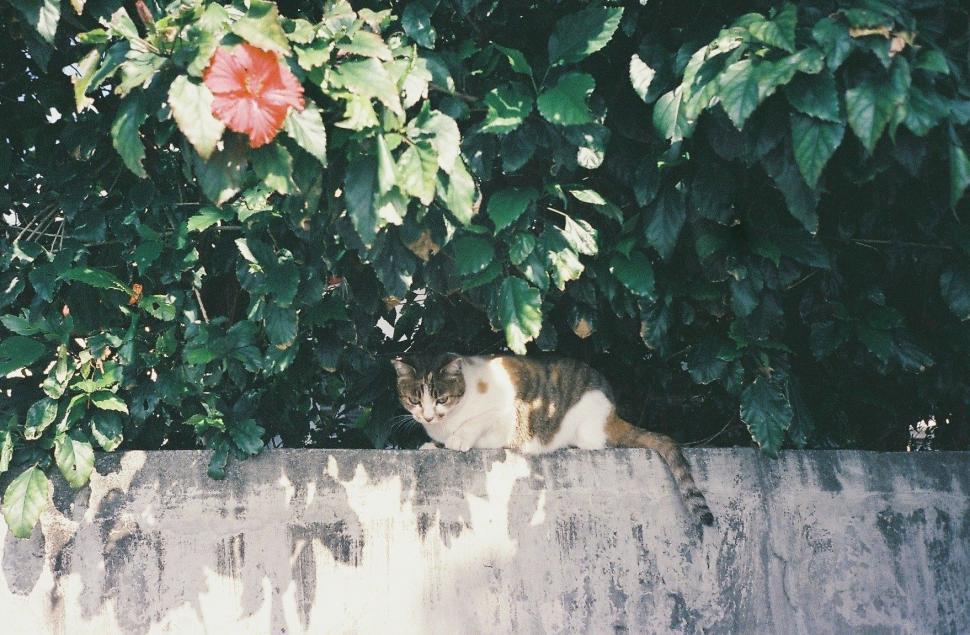 Free Image of Cat Sitting on Wall Next to Bush 