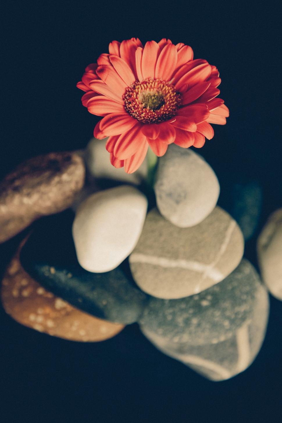 Free Image of Red Flower on Pile of Rocks 