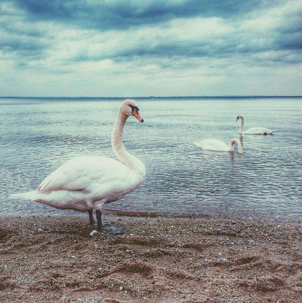 Free Image of Swan Standing on Beach Next to Water 