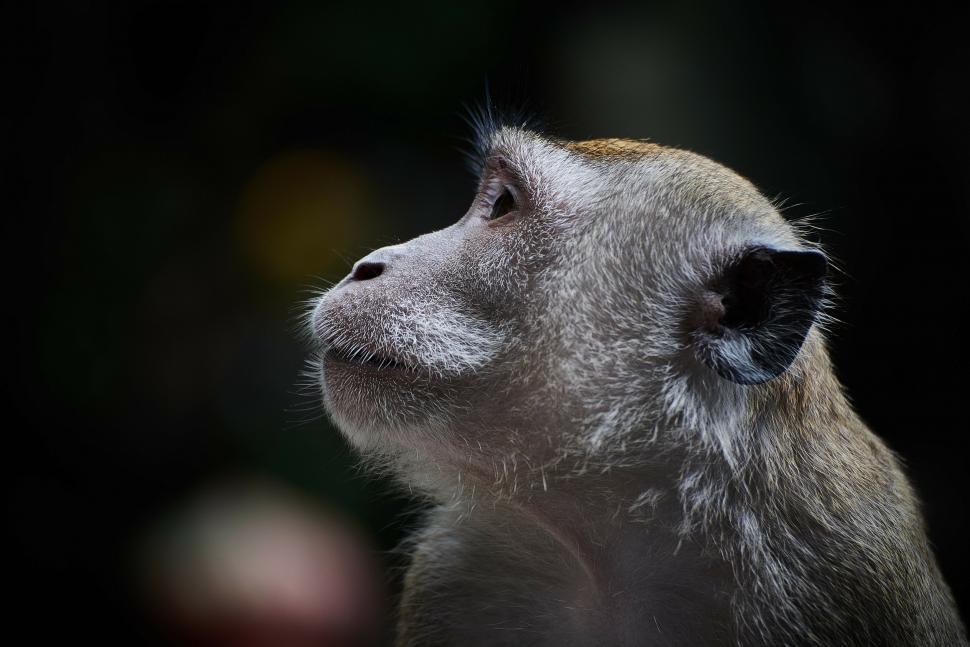 Free Image of Curious Monkey Observing Something Above 