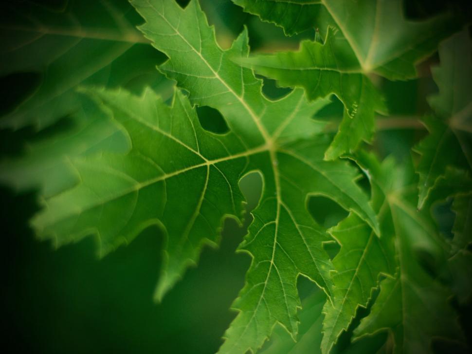 Free Image of Close Up of a Green Leaf on a Tree 