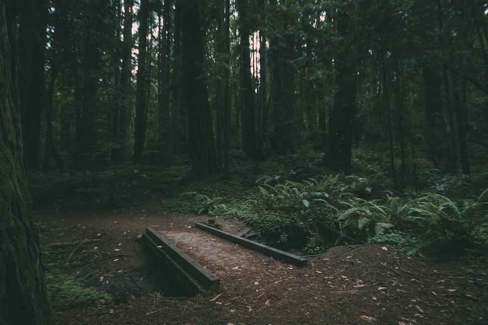 Free Image of A Trail Running Through a Forest 