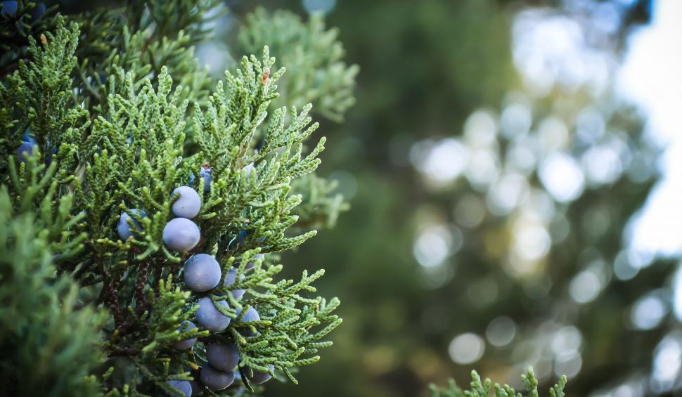 Free Image of Close Up of a Tree With Blue Berries 