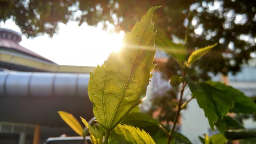 Free Image of Sunlight Filtering Through Plant Leaves 