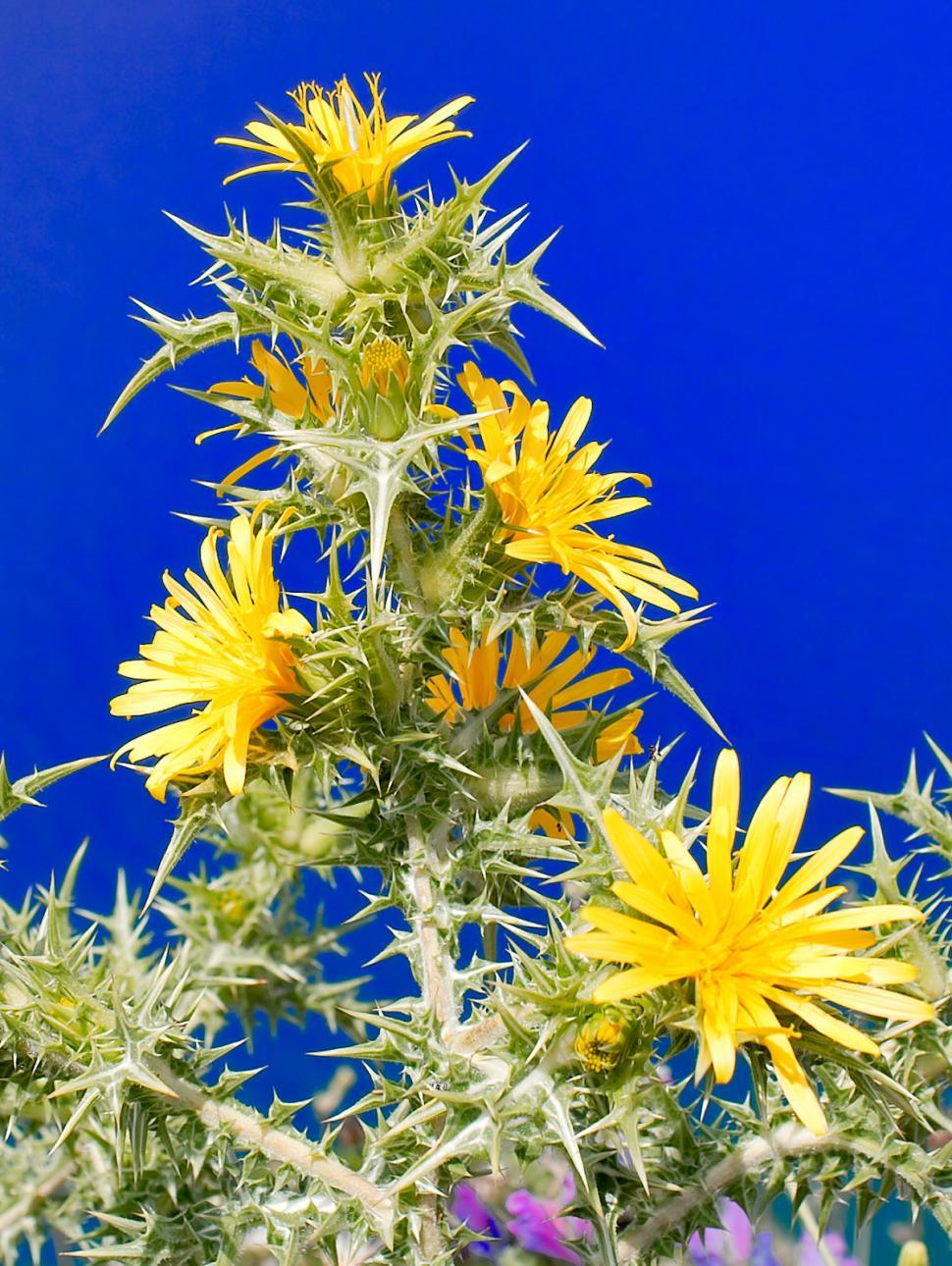 Free Image of Yellow weed 