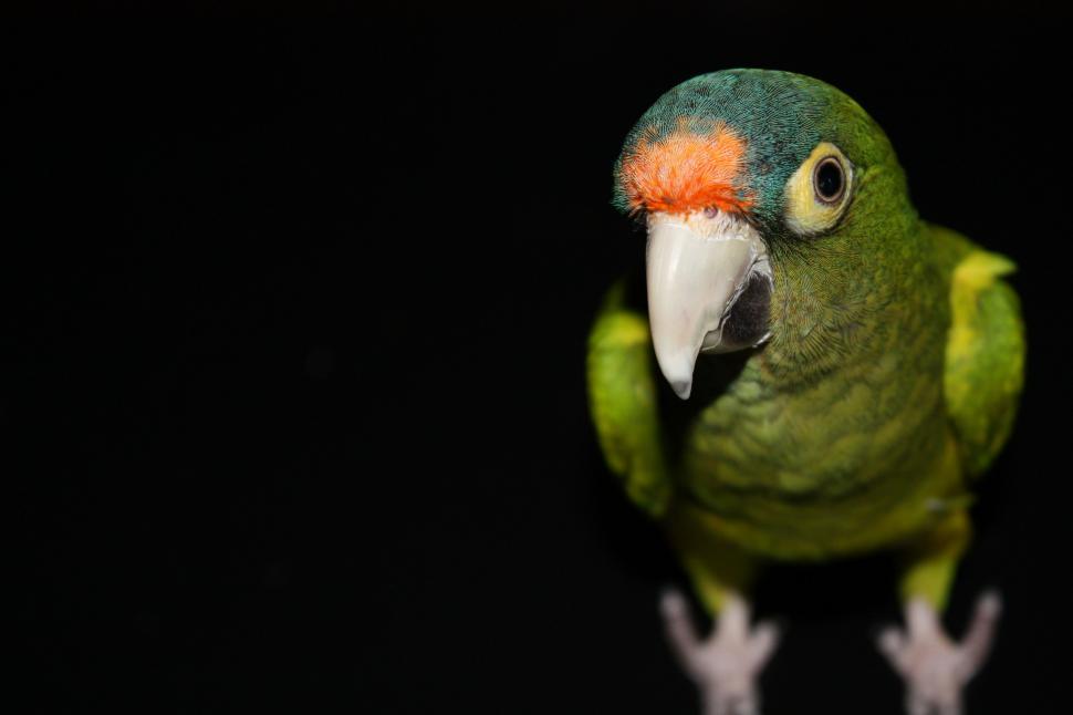 Free Image of Green and Orange Parrot Standing on Hind Legs 
