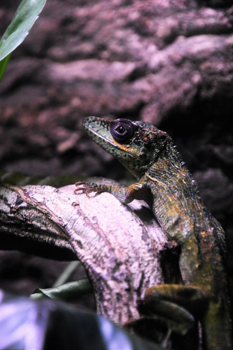 Free Image of Lizard Resting on Tree Branch 