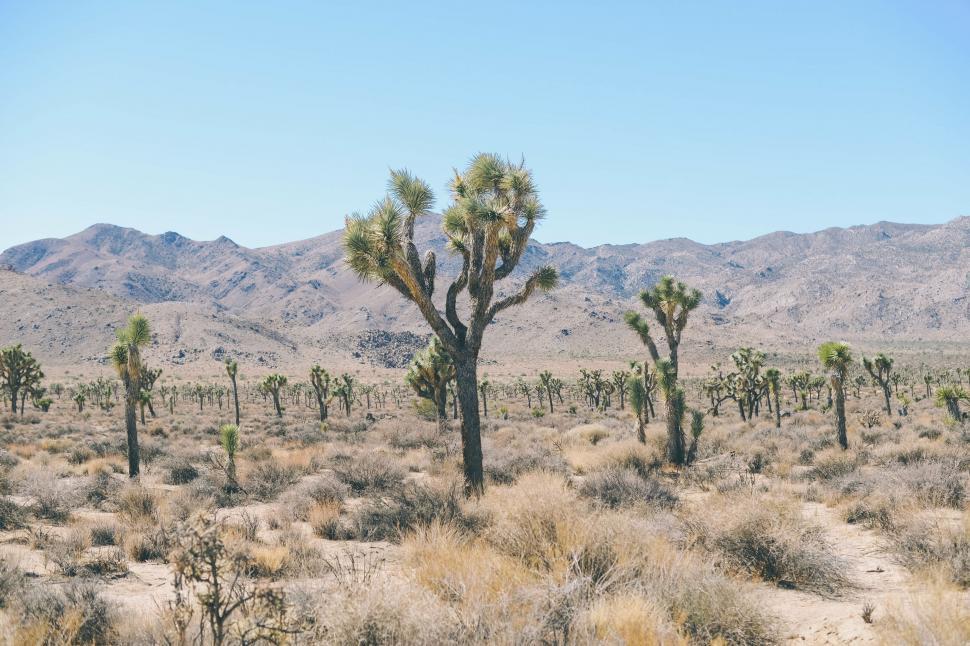 Free Image of Group of Trees in Desert With Mountains in Background 